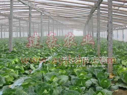 復(fù)合材料蔬菜大棚骨架 引領(lǐng)現(xiàn)代農(nóng)業(yè)設(shè)施升級