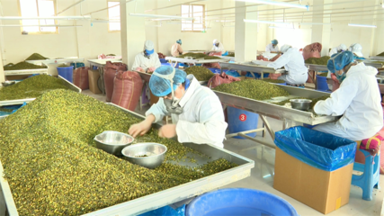 【鄉(xiāng)村行·看振興】高臺 脫水蔬菜走俏國際市場，特色產(chǎn)業(yè)賦能鄉(xiāng)村振興