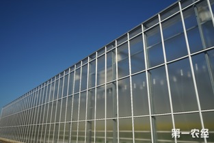 歸園新農(nóng)人 80末“富二代”留學(xué)歸來，打造歐荷生態(tài)小番茄的綠色夢想